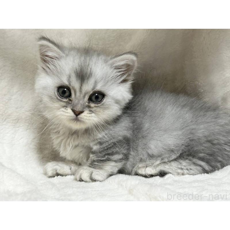 販売中の愛知県のミヌエット(短足)-133549の2枚目