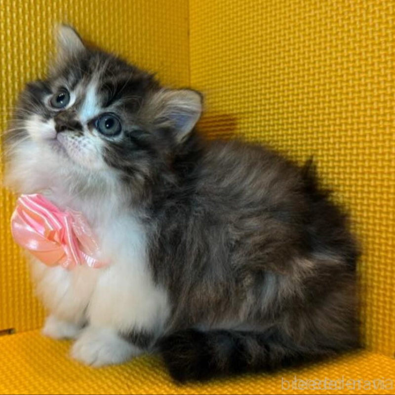 販売中の神奈川県のミヌエット(短足)-133550の5枚目