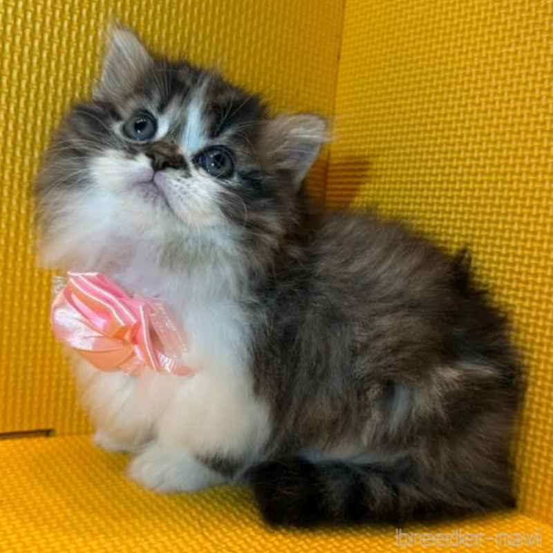 販売中の神奈川県のミヌエット(短足)-133550