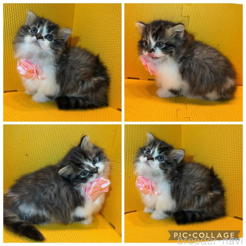 販売中の神奈川県のミヌエット(短足)-133550の4枚目