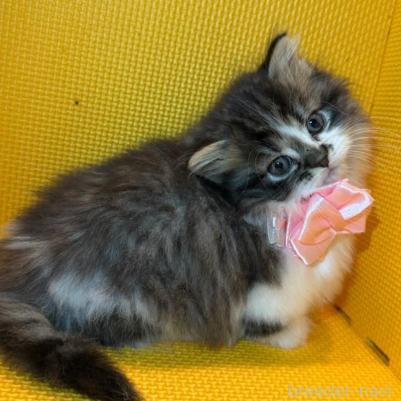 販売中の神奈川県のミヌエット(短足)-133550の2枚目