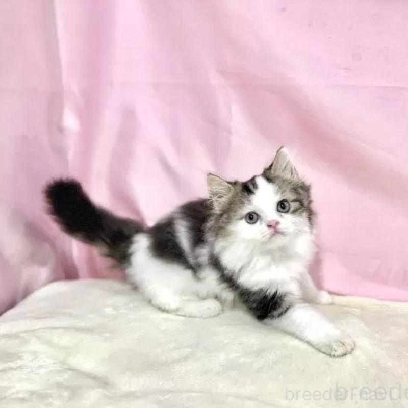 販売中の東京都のマンチカン-133551の1枚目