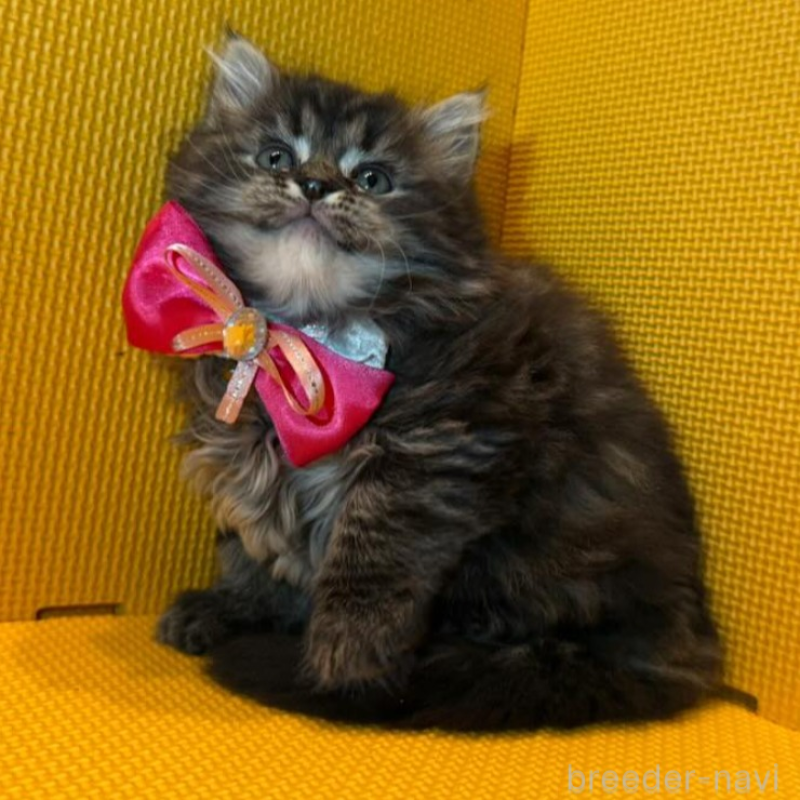 販売中の神奈川県のミヌエット-133552の5枚目