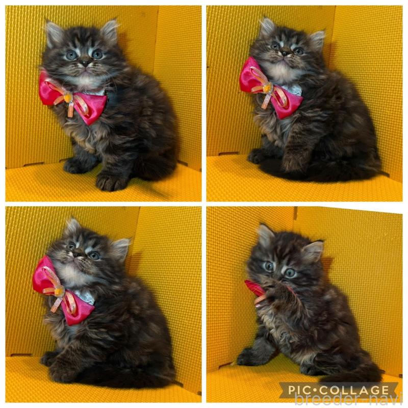 販売中の神奈川県のミヌエット-133552の4枚目