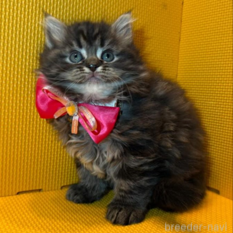 販売中の神奈川県のミヌエット-133552の1枚目