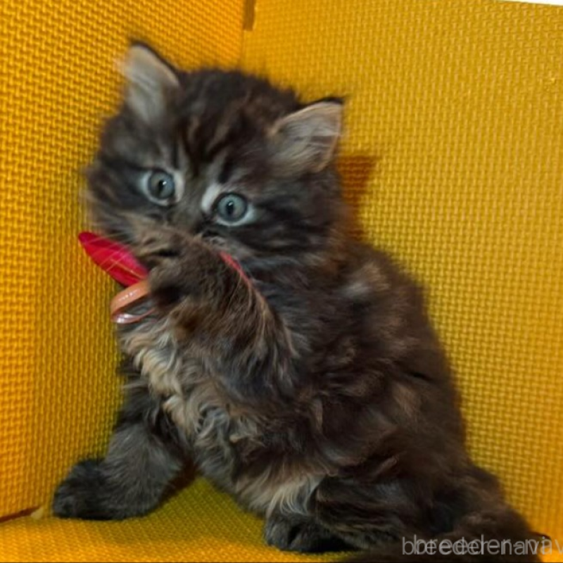 販売中の神奈川県のミヌエット-133552の3枚目