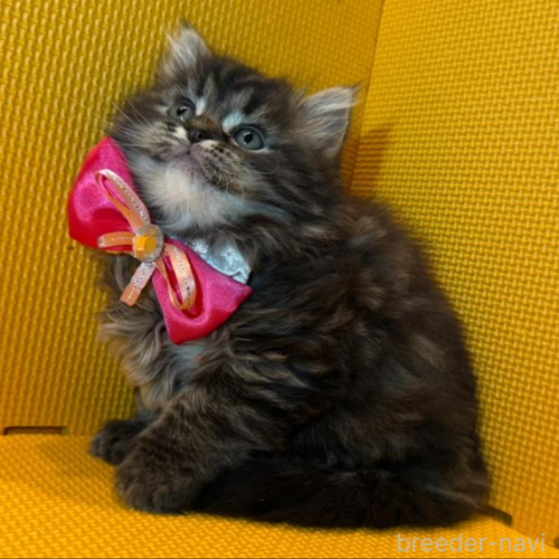 販売中の神奈川県のミヌエット-133552の2枚目