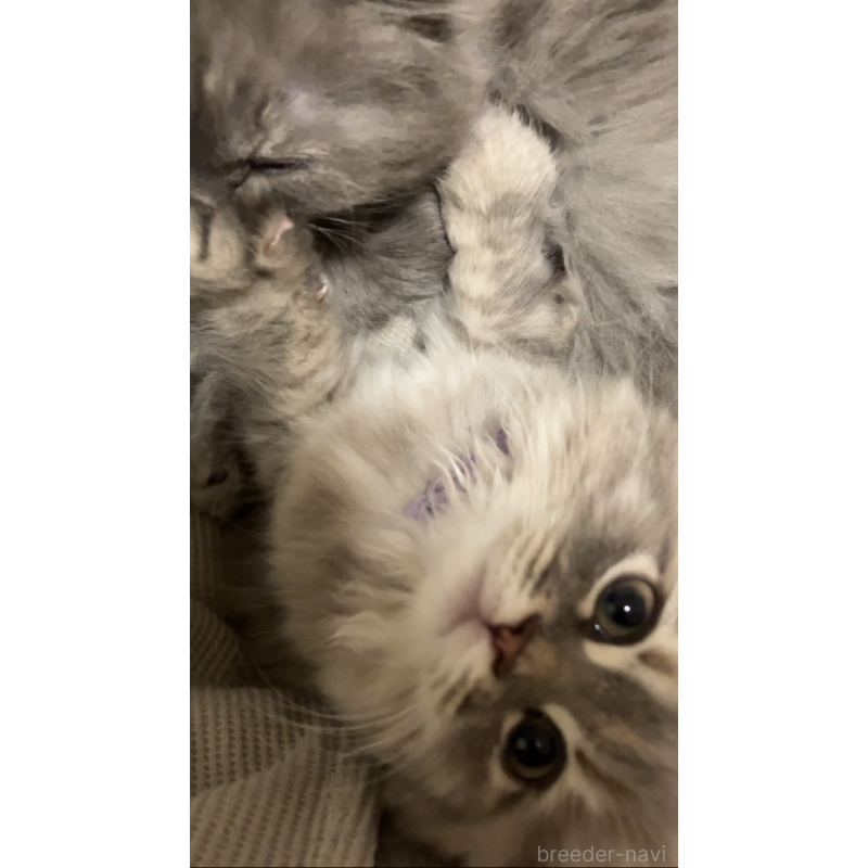 成約済の東京都のサイベリアン-132309の2枚目