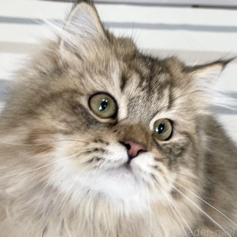 販売中の愛知県のミヌエット-117957の1枚目