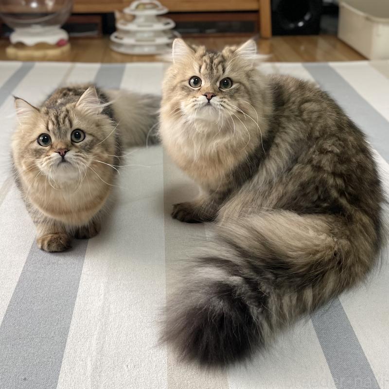 販売中の愛知県のミヌエット-117957の14枚目