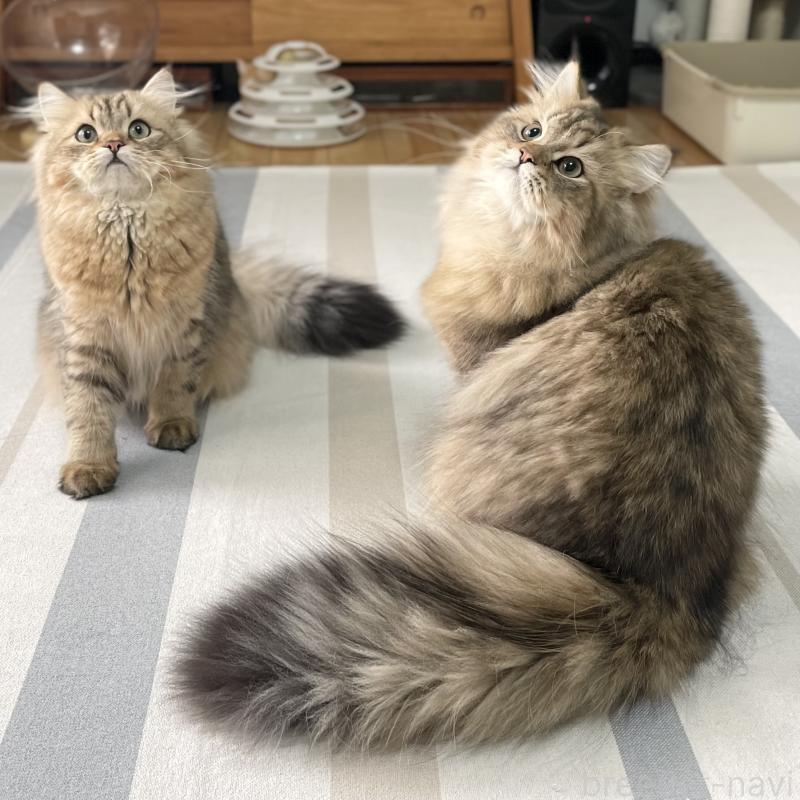 販売中の愛知県のミヌエット-117957の13枚目