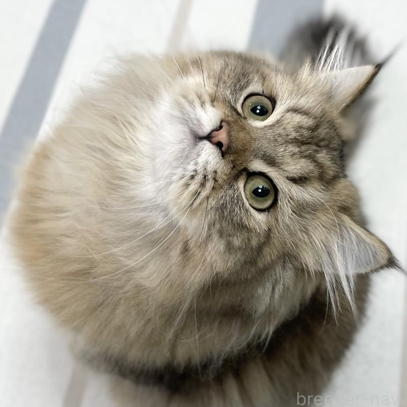 販売中の愛知県のミヌエット-117957の7枚目