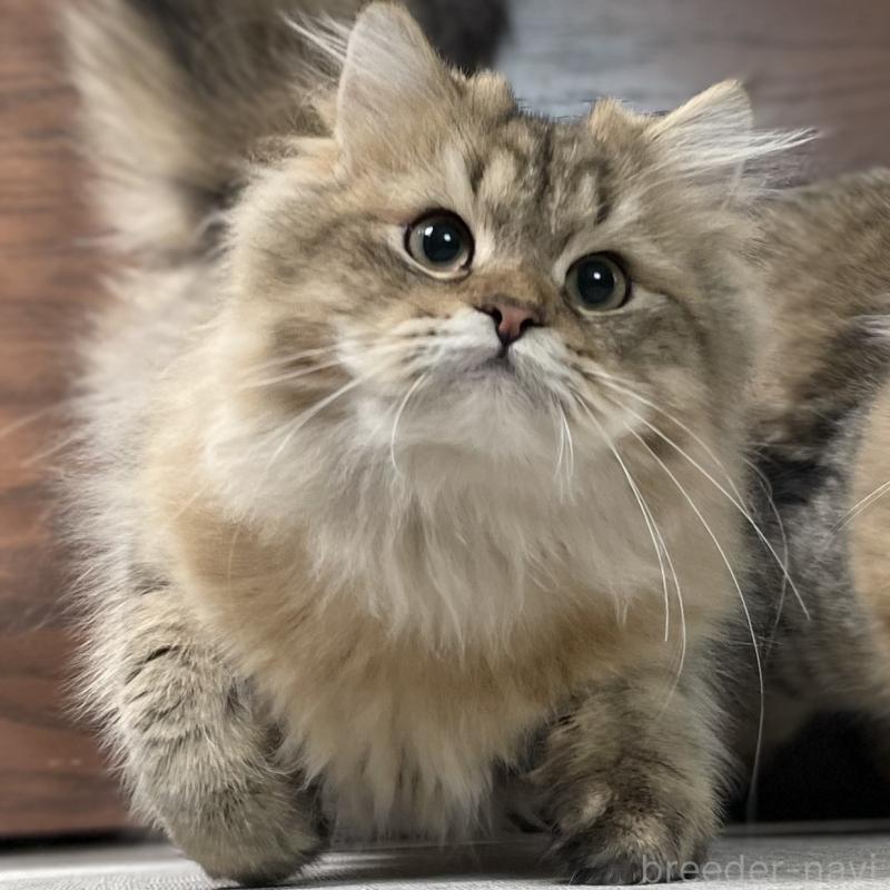 販売中の愛知県のミヌエット-117957の4枚目