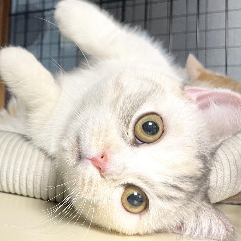 販売中の愛知県のミヌエット(短足)-121827