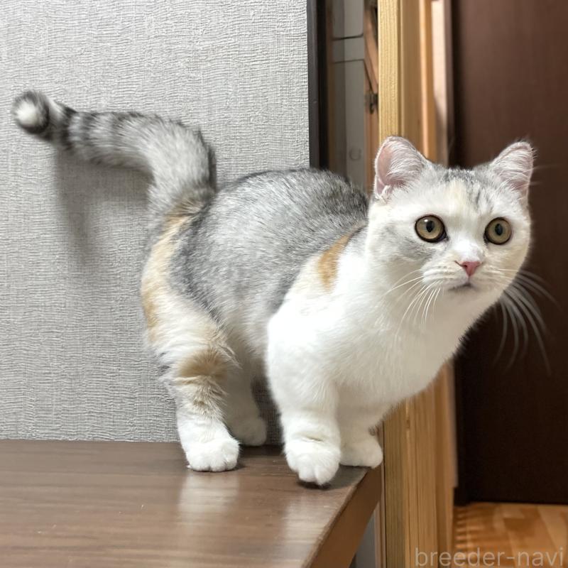 成約済の愛知県のミヌエット(短足)-121827の13枚目