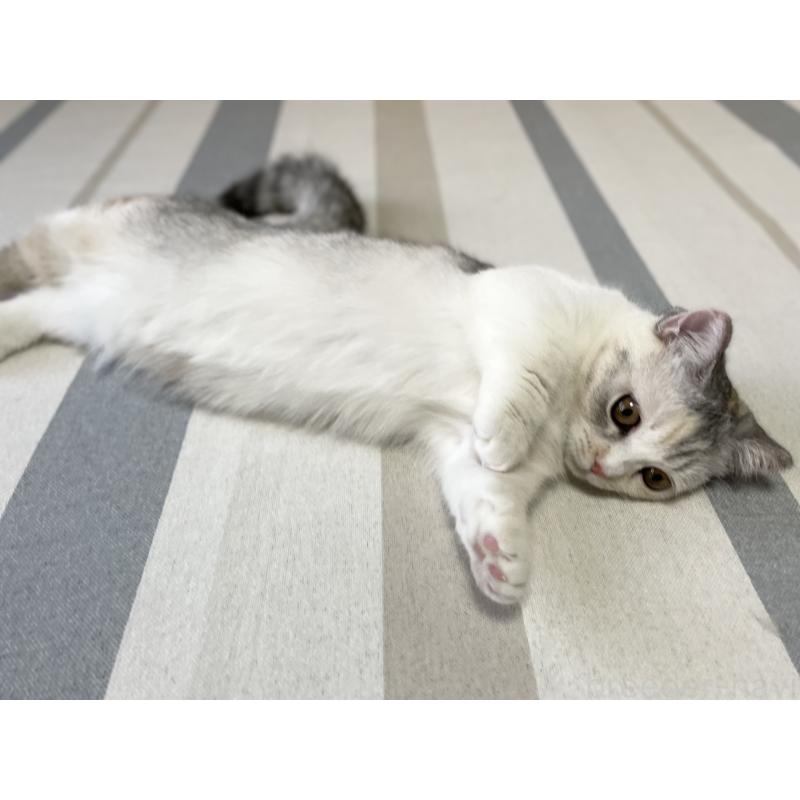 成約済の愛知県のミヌエット(短足)-121827の11枚目