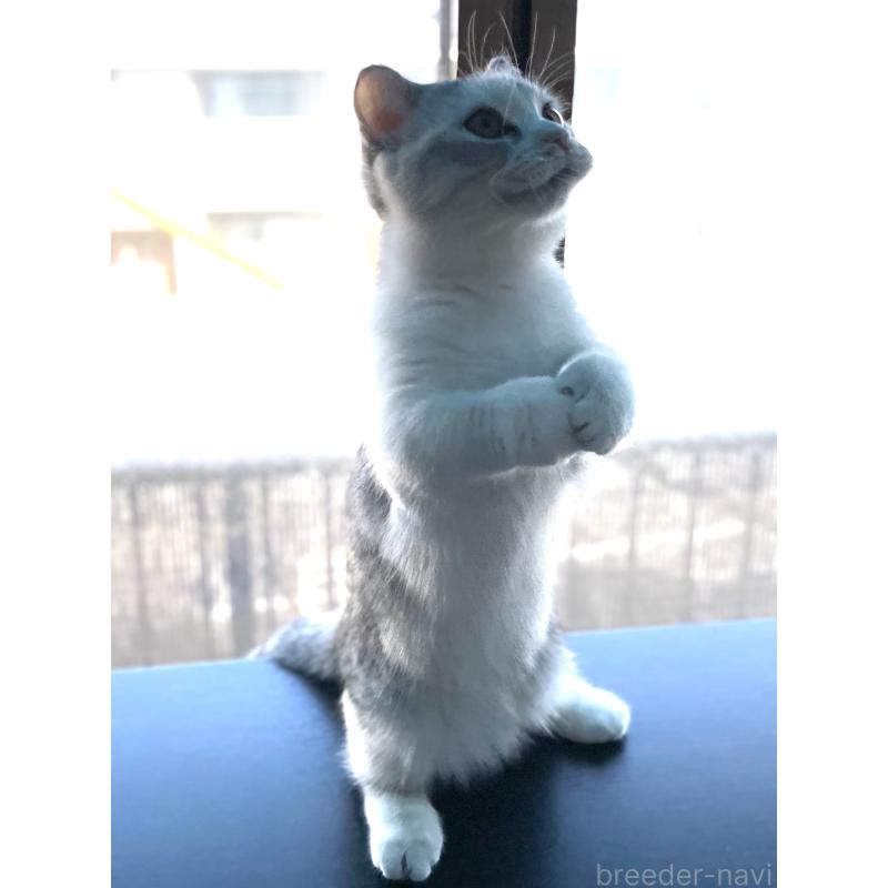 成約済の愛知県のミヌエット(短足)-121827の8枚目