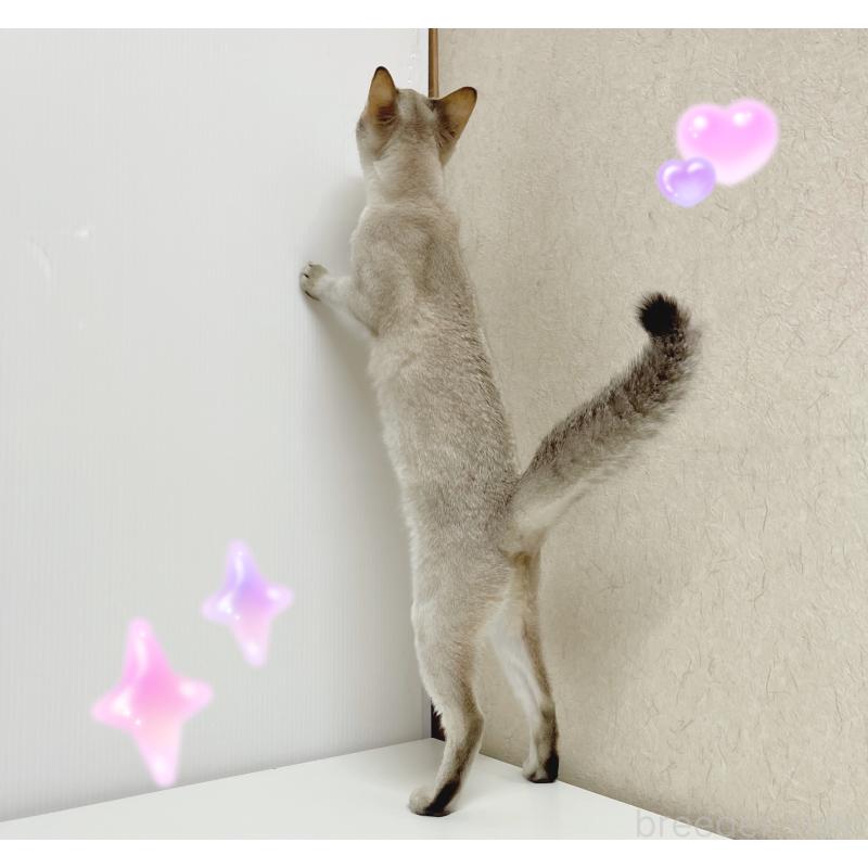 販売中の東京都のシンガプーラ-121192の5枚目