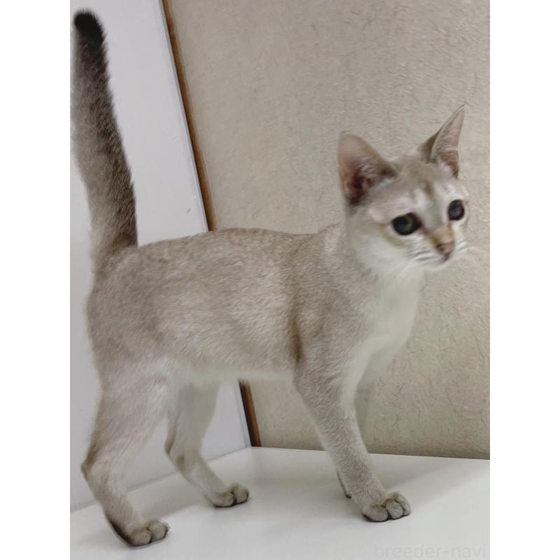 販売中の東京都のシンガプーラ-121192の4枚目