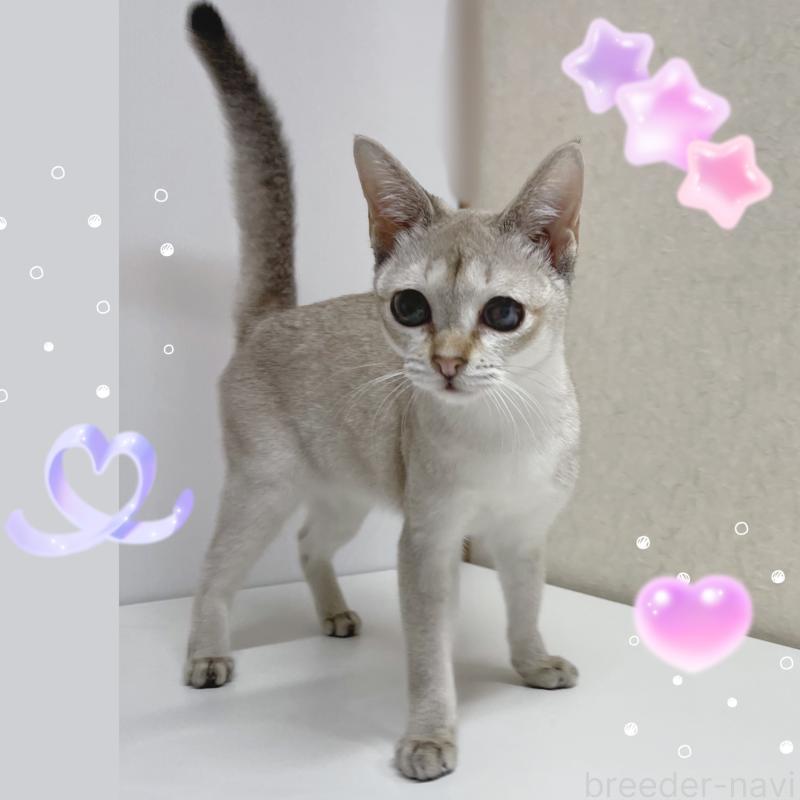 販売中の東京都のシンガプーラ-121192の3枚目