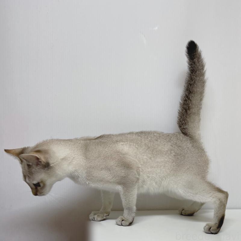 販売中の東京都のシンガプーラ-121192の2枚目