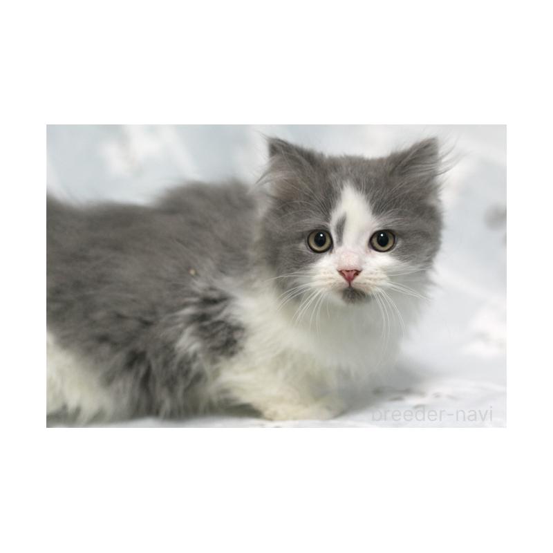 販売中の群馬県のミヌエット-131392の5枚目