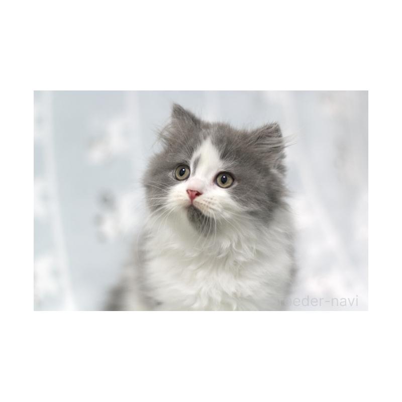 販売中の群馬県のミヌエット-131392の4枚目