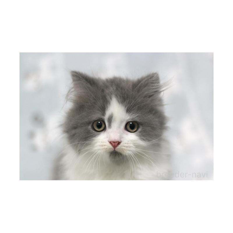 販売中の群馬県のミヌエット-131392の3枚目