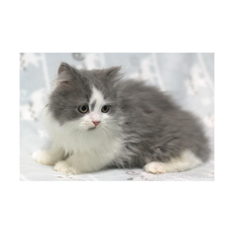 販売中の群馬県のミヌエット-131392の2枚目