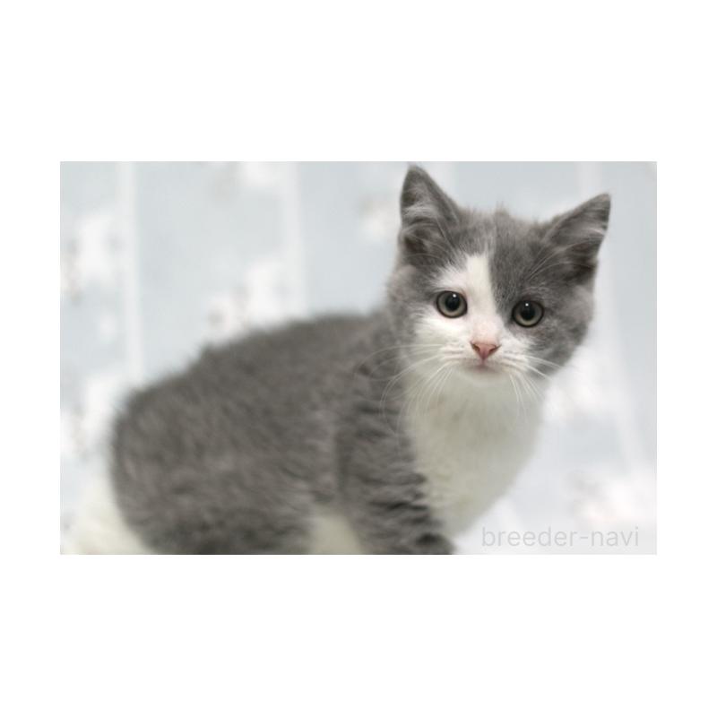 成約済の群馬県のミヌエット-131393の5枚目