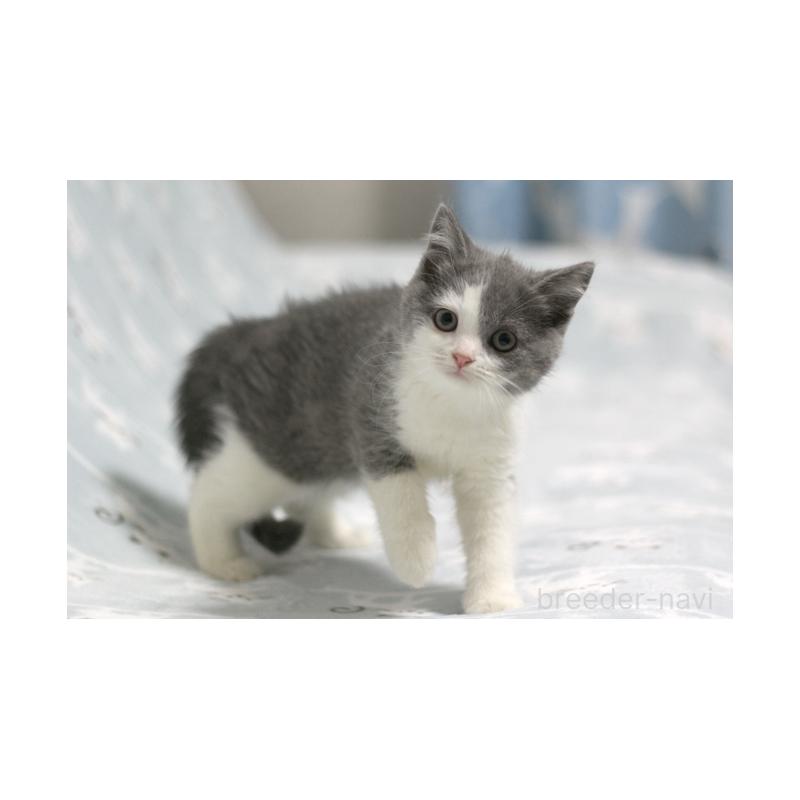 成約済の群馬県のミヌエット-131393の3枚目