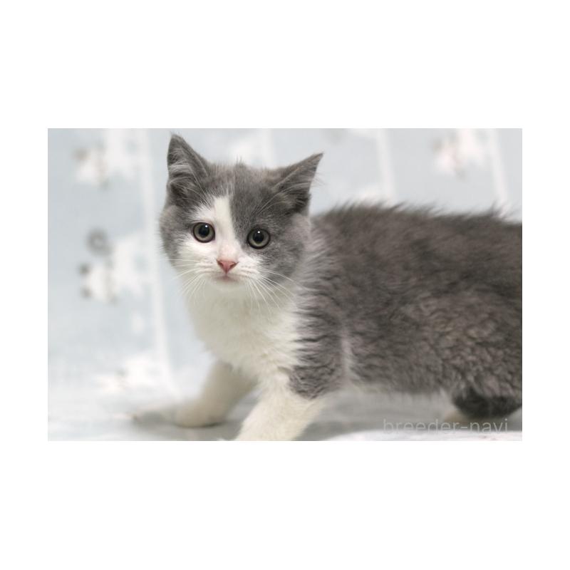 成約済の群馬県のミヌエット-131393の2枚目