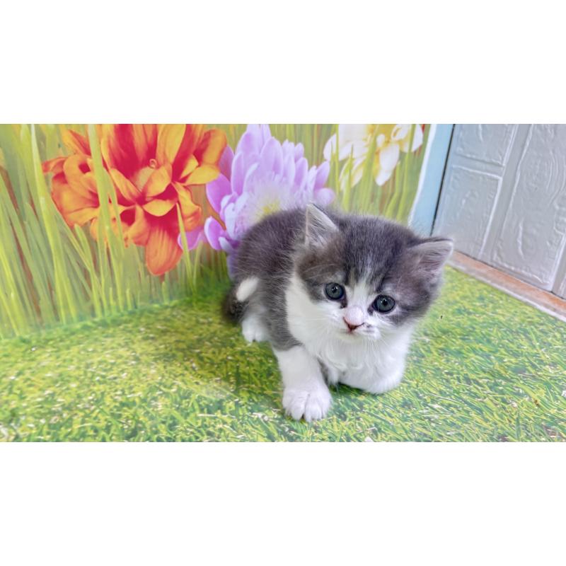 販売中の宮崎県のサイベリアン-133050の4枚目