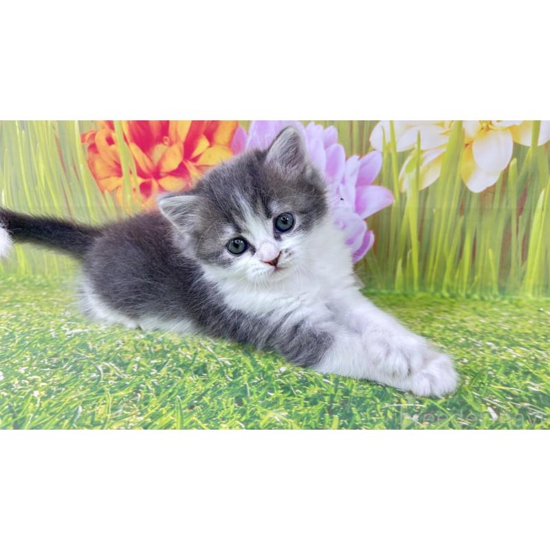 販売中の宮崎県のサイベリアン-133050の2枚目