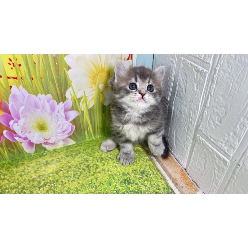 販売中の宮崎県のサイベリアン-133049の4枚目