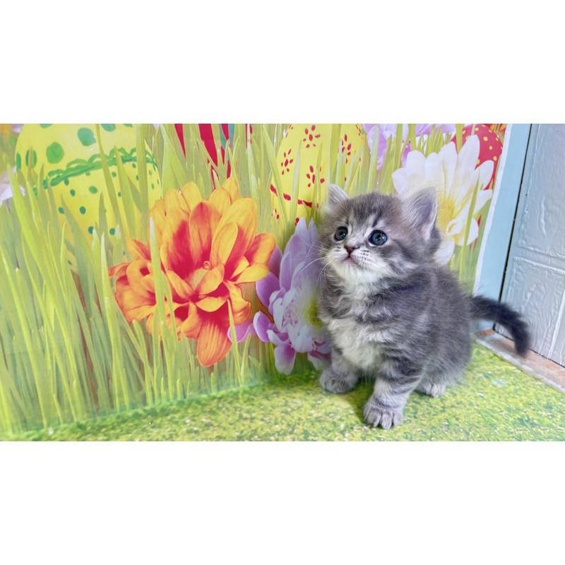 販売中の宮崎県のサイベリアン-133049の3枚目