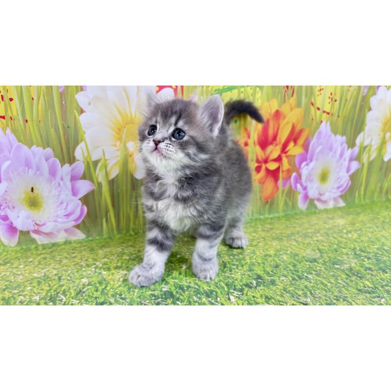 販売中の宮崎県のサイベリアン-133049の2枚目