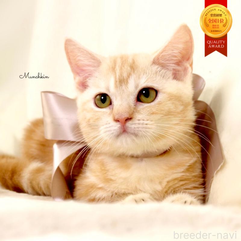 販売中の栃木県のマンチカン(短足)-133053