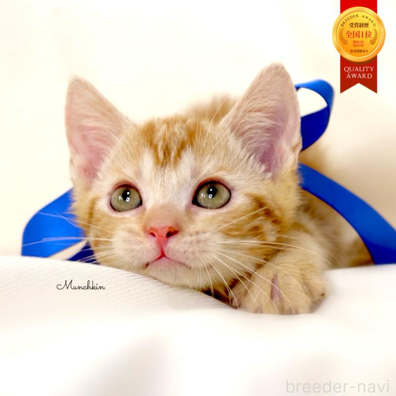 販売中の栃木県のマンチカン-131404