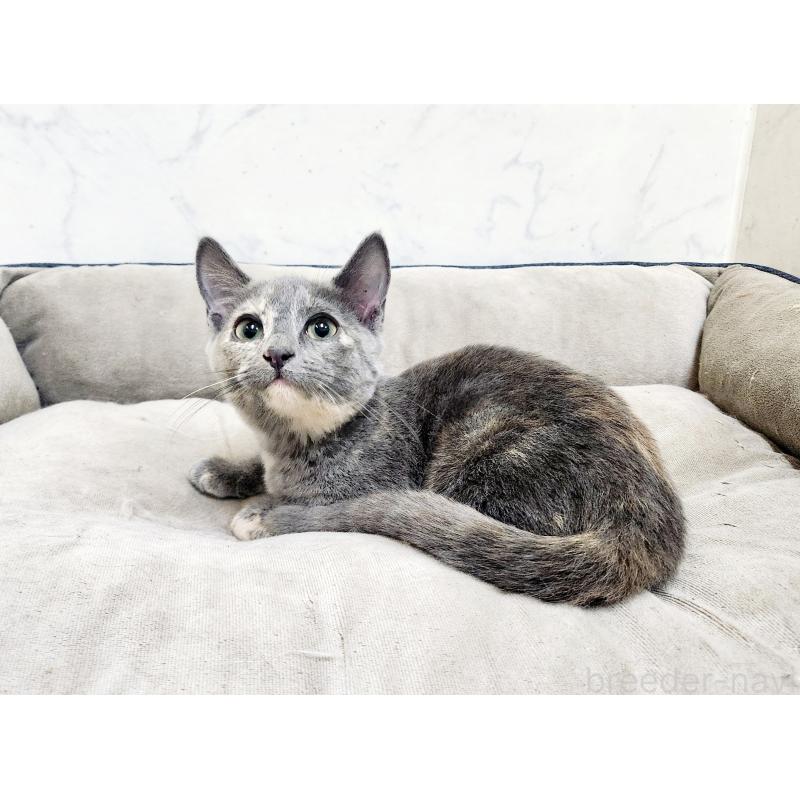 販売中の北海道のマンチカン(短足)-127455の3枚目