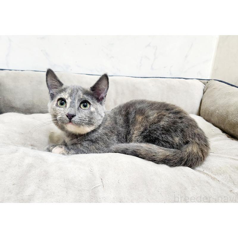 販売中の北海道のマンチカン(短足)-127455の2枚目