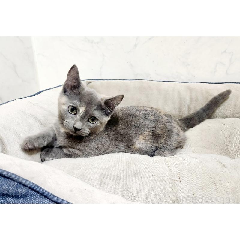 販売中の北海道のマンチカン(短足)-127456の3枚目