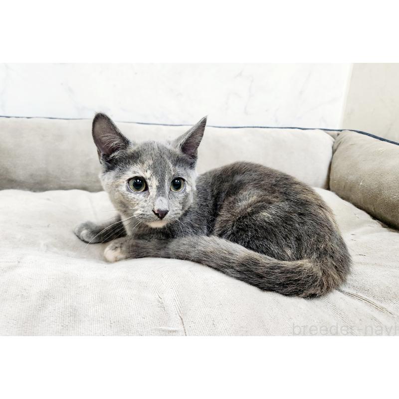 販売中の北海道のマンチカン(短足)-127456の2枚目