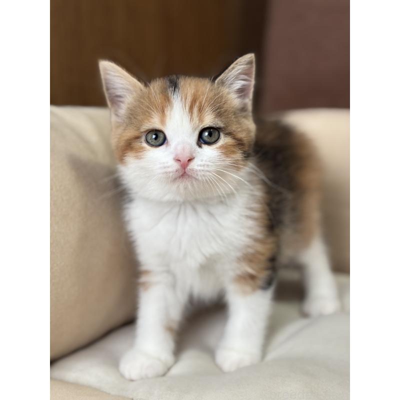 販売中の福岡県のスコティッシュフォールド-133558の4枚目