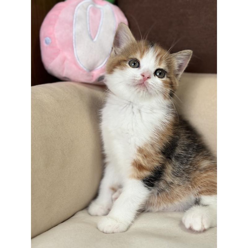 販売中の福岡県のスコティッシュフォールド-133558の3枚目