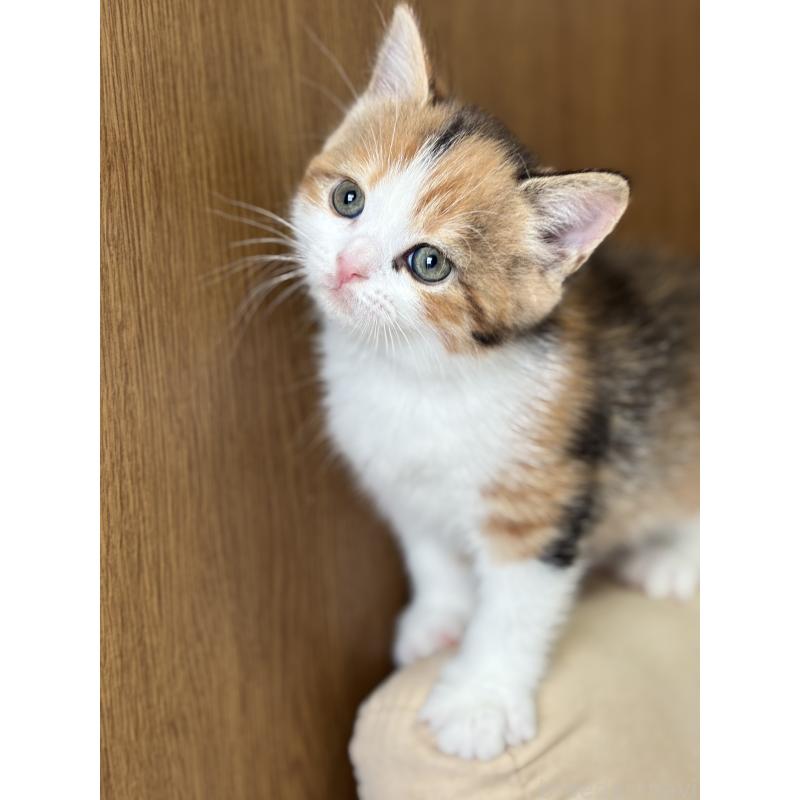 販売中の福岡県のスコティッシュフォールド-133558の2枚目