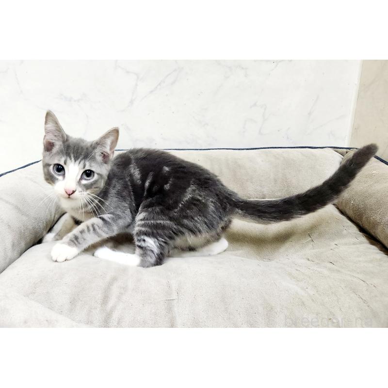 成約済の北海道のマンチカン-127454の4枚目