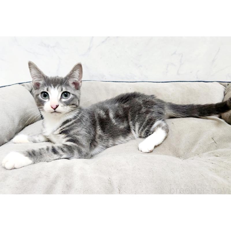 成約済の北海道のマンチカン-127454の3枚目