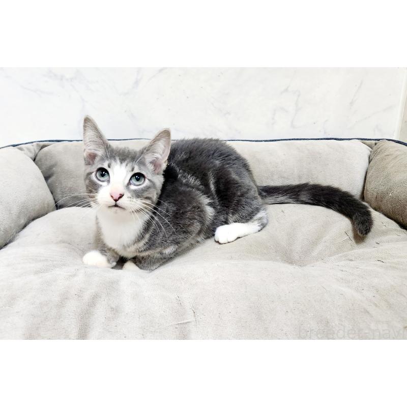 成約済の北海道のマンチカン-127454の2枚目