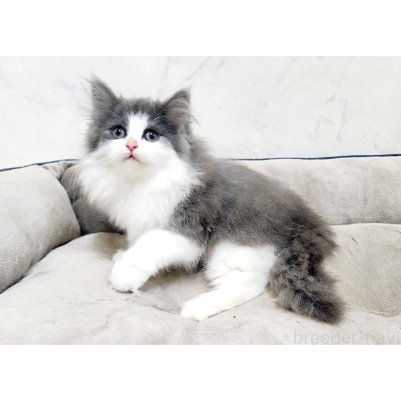 販売中の北海道のノルウェージャンフォレストキャット-133557の7枚目